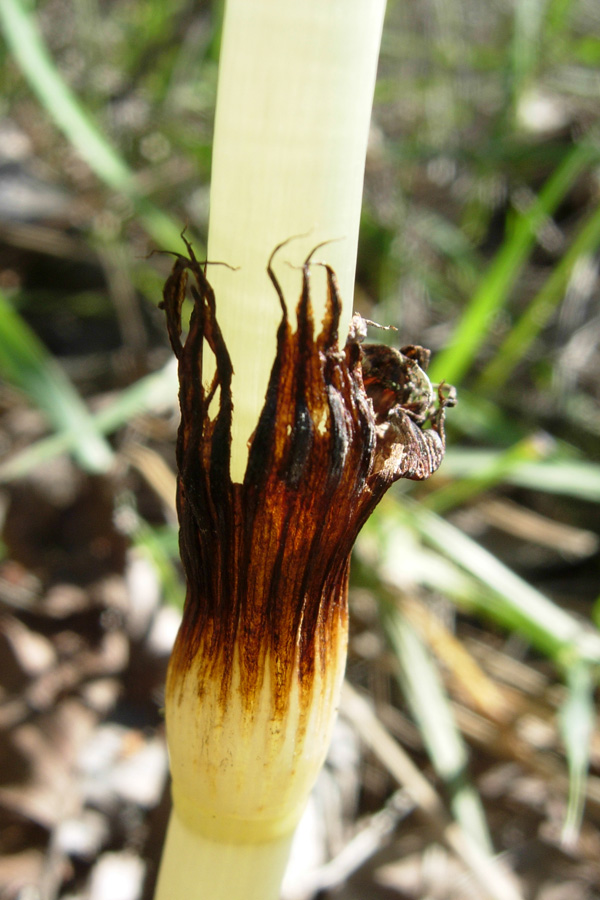 Confusioni tra Equisetum telmateja e arvense